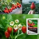Special Strawberry Fertilizer Supplemental Plant Nutrition Hydroponics Expanded Fruit Rapid Rooting