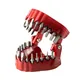Denture Drill Magnetic Bit Holder Screwdriver Bit Organizing Holder Teeth Model Design Driver Bit