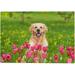 Dreamtimes Wooden Jigsaw Puzzles 300 Pieces 10.6 x 15.5 Golden Retriever Sits in Tulip Field Educational Intellectual Puzzle Games for Adults Kids