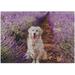 Dreamtimes Wooden Jigsaw Puzzles 1000 Pieces Adorable Golden Retriever Dog in Lavender Field Educational Intellectual Puzzle Games for Adults Kids 29.5 x 19.7