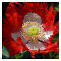 BULYAXIA Papaver Somniferum Danish Flag Garden Flowers - 10000 Seeds