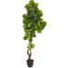 Silk Plant Nearly Natural 78 Fiddle Leaf Artificial Tree (Real Touch)