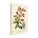 Winston Porter Rock Penstemon Cut Leaf Penstemon On Canvas by Print Collection Print Canvas in Green | 16 H x 24 W x 2 D in | Wayfair