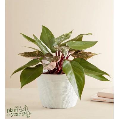 1-800-Flowers Plant Delivery Philodendron Pink Princess Plant Table Size Plant (Medium) W/ Sandstone Planter