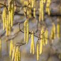 Hazel Hedging (20 plants)