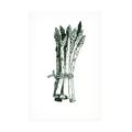 Winston Porter Asparagus On Canvas by Wendy Edelson Canvas Art Canvas in Green/White | 12 H x 19 W x 2 D in | Wayfair
