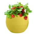 HANXIULIN Mini Colourful Round Plastic Plant Flower Pots Home Office Decor Planter Home Decor