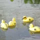 5Pack Floating Duck Fish Pond Ornament Plastic Duck-lings Decoy Mallard For Garden Yard Lawn Decor