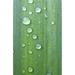 Drops of Water On A Green Leaf - Northumberland - England Poster Print - 24 x 38 - Large