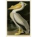 American White Pelican Poster Print by John James Audubon - 20 x 28 - Large