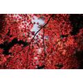 Red Maple Tree, 2000 piece wooden puzzle, Christmas puzzle for adults