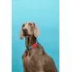 Dog Half P Collar Dog Ring Reflective Strong Choker Training Collar Dog For Small Big Dogs Anti Pull