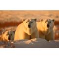 Wooden Adult Jigsaw Puzzle 1000 Piece, Polar Bear Family In Snow Puzzle Home Decor Gifts 75X50Cm