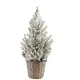 Verve 70Cm White Spruce Pyramid Pot Grown Christmas Tree