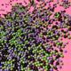 Hubble Bubble Halloween 100s & 1000s Nonpareils Black Purple Green Natural Colour Cake Sprinkles Suitable for Vegans Halal Kosher Decor