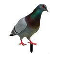 piaybook Garden Statues Acrylic Pigeons Outdoor Garden Ground Decoration Garden Garden Double Sided Decoration Board Yard Art for Backyard Pathway Garden Lawn