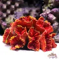 1PC simulazione a forma di fiore pianta ornamento di corallo artificiale per acquario acquario