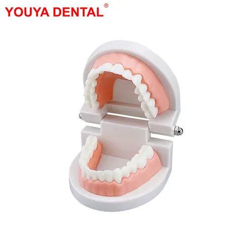 1 stücke billig Standard Zahn modell Zähne Lehr modell Kunststoff Zähne Modell für Zahnarzt Zahnarzt