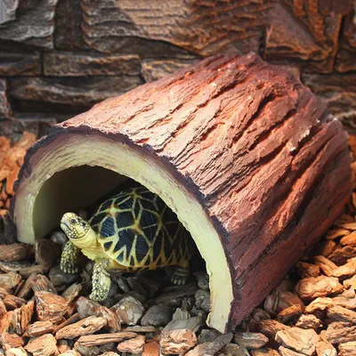 Harz Schildkröte Reptil Verstecken Höhle Reptilien Vermeidung Höhlen Simulation Baum Rinde Amphibien Image