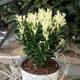 Euonymus japonicus Paloma Blanca ('Lankveld03') (PBR) 2Lt Pot Plant to Your Door