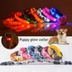 Hunde halsband Licht leuchtend blinkend leuchtend hell Nylon reflektierend LED Hunde halsband Nacht