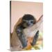 Global Gallery 20 x 30 in. Brown-Throated Three-Toed Sloth Baby Aviarios Sloth Sanctuary Costa Rica Art Print - Suzi Eszterhas