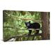 Global Gallery 20 x 30 in. Black Bear Cub in Tree Along Anan Creek Tongass National Forest Alaska Art Print - Matthias Breiter