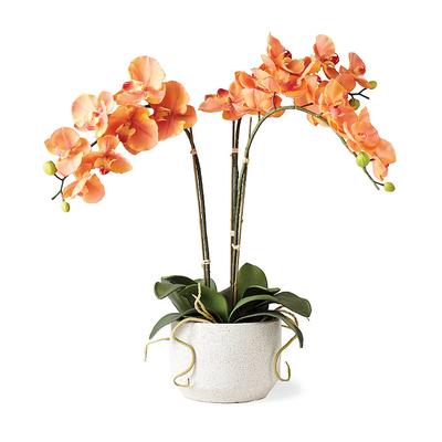 Phalaenopsis Cymbidium Orchid - Frontgate