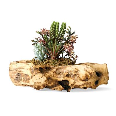 Succulents in Natural Wood Log - Frontgate