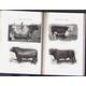 Herds and Flocks and Horses Waddell, Captain A. H. [Fine] [Hardcover]