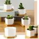 BOSCEAE Room Decor Hexagonal Succulent Planter With Tray White Mini Ceramic Planter Home Decor