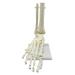 Trjgtas 1:1 Human Skeleton Foot Anatomy Model Foot and Ankle with Anatomical Model Anatomy Teaching Resources