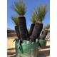 Xanthorrhoea Preissii Grass Tree 100 seeds Rare. This evergreen tree is suitable for both indoor and outdoor environments.