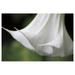 White Angels Trumpet 10 Seeds Tropical Stunning Profusion of Snow White Flowers Container Plant or Outdoor Standard Brugmansia suaveolens