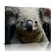 COMIO Koala Print Australian Animal Australian Koala Wall Art Koala Watercolor Prints Koala Poster Koala Print Wall Art Prints Canvas Prints Home Decor