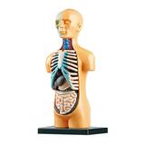 RABBITH Medical Human Body Model with Removable Organs School Education Display Body Skeleton Model Learning Kit