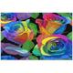 Coolnut Multicolor Rose 1000 Pcs of Irregular Puzzle in a Box Printed with Colored Letters on Back to Reduce Difficulty a Happy Time of Cooperation for Adults and Kids(20.5x14.9In)