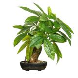 17In Fake Money Tree Plant Indoor Potted Plants Artificial Money Tree Home Decor