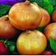 Onion Ailsa Craig Vegetable Seeds Easy Grow (Allium cepa) Grow Your Own Indoor Outdoor in the UK