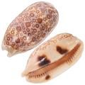 6 pcs Sea Shells Cowrie Shells for DIY Craft Jewelry Making Fish Tank Home Desktop Decoration
