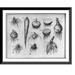 Historic Framed Print [Composite of 11 illustrations of vegetable roots] 17-7/8 x 21-7/8