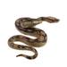 Amosfun Simulated Snake Figurines Realistic Model Fake Halloween Party Tricky Toy