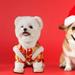 TOOYFUL Chinese New Year Dog Costume Dog Tang Costume Pet Costume Dog Knot Buttons Coat for Cats Holiday Chinese New Year Celebration XL