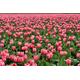 AmsoAn Pink Tulip Flower Sea 6000 Piece Wooden Puzzle Educational Game Jigsaw Puzzle Puzzles Games for Adults, Teenagers