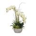 Cream Green Orchids Succulents Ferns Flower in Round Pot - 18 W x 10 D x 20 H