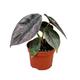 20 cm Alocasia Azlanii House Plant 10,5 cm Pot