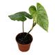 15 cm Philodendron P Majestic House Plant 10,5 cm Pot