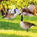 Ovzne Duck Yard Stakes 1Pc Metal Duck Decorative Garden Stakes Garden Duck Stakes Duck Metal Yard Art Animals Stakes Animal Shape Decor for Garden Outdoor Decoration