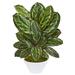 Nearly Natural 26 Maranta Artificial Plant in White Vase