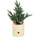 Northlight Seasonal Faux Pine Tabletop Tree | 14.25 H x 7.75 W x 7.75 D in | Wayfair NORTHLIGHT HN95105